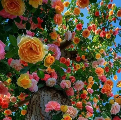 Rainbow Rose Seeds with Free Plant Growth Serum Pack of 1